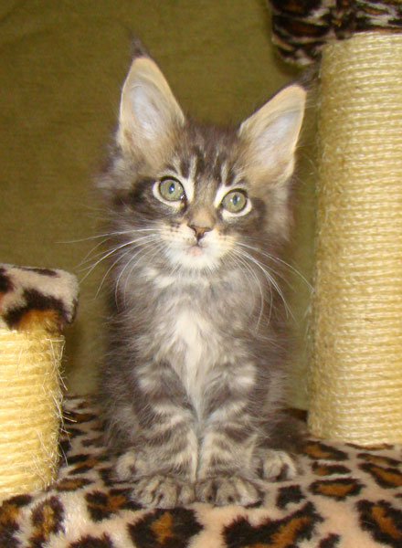     Catsvill County!   !    !       !!!    Catsvill County +7-926-544-74-09     .   ,   ,   ,    ,   ,  ,     ,   -,    ,   !